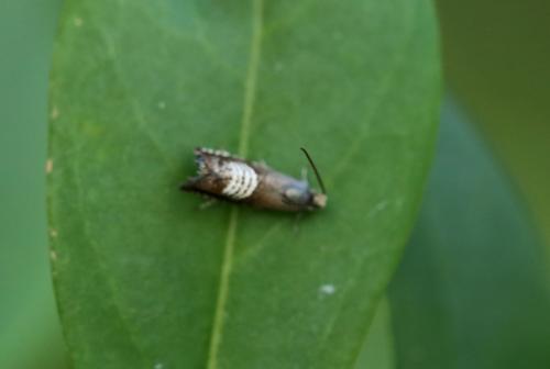Grapholita compositella